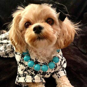 Pupfany (10")- Pet Necklace - Pet Accessories